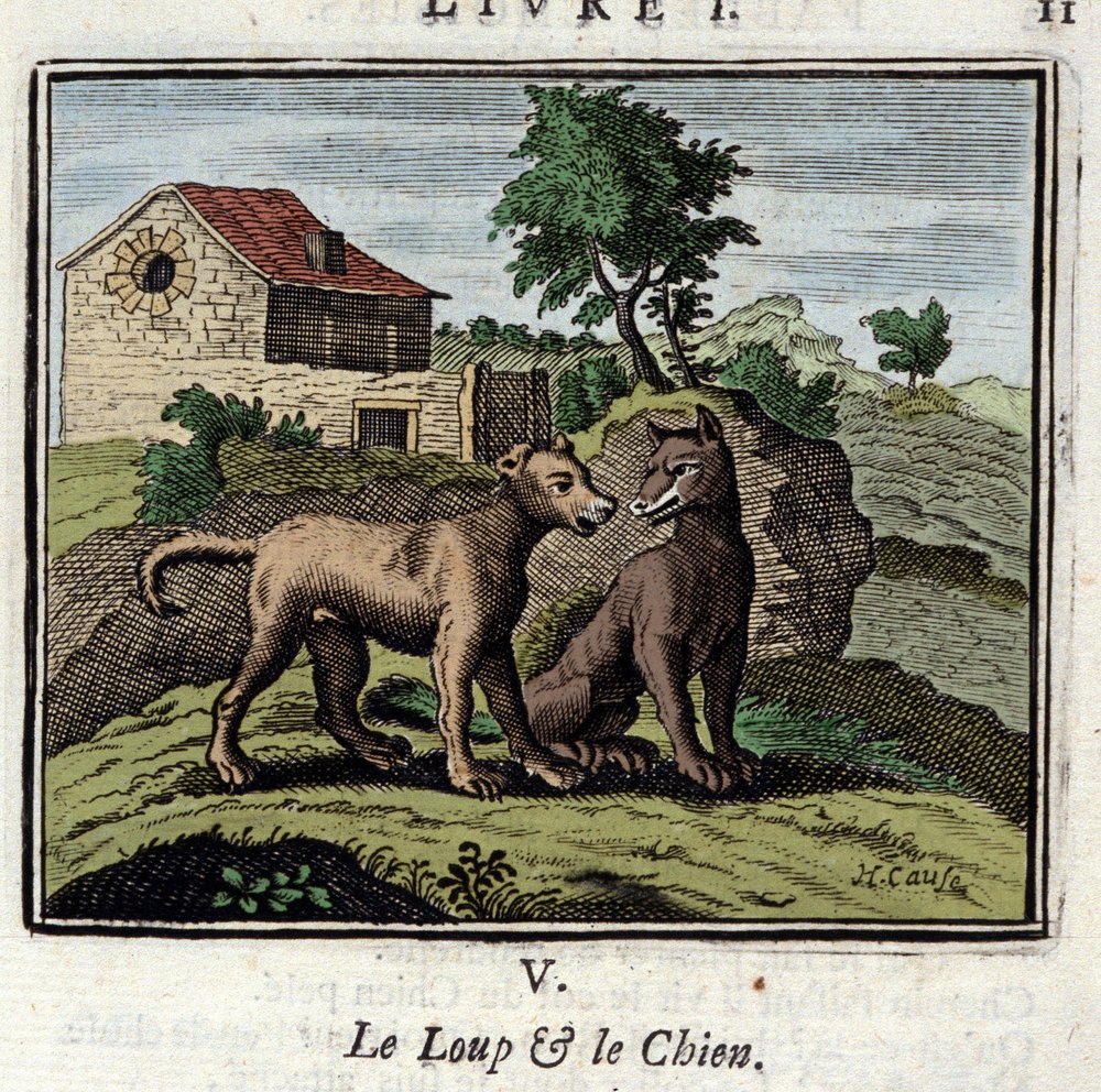 The Wolf and the Dog. Fables by Jean de La Fontaine. Illustration by ...