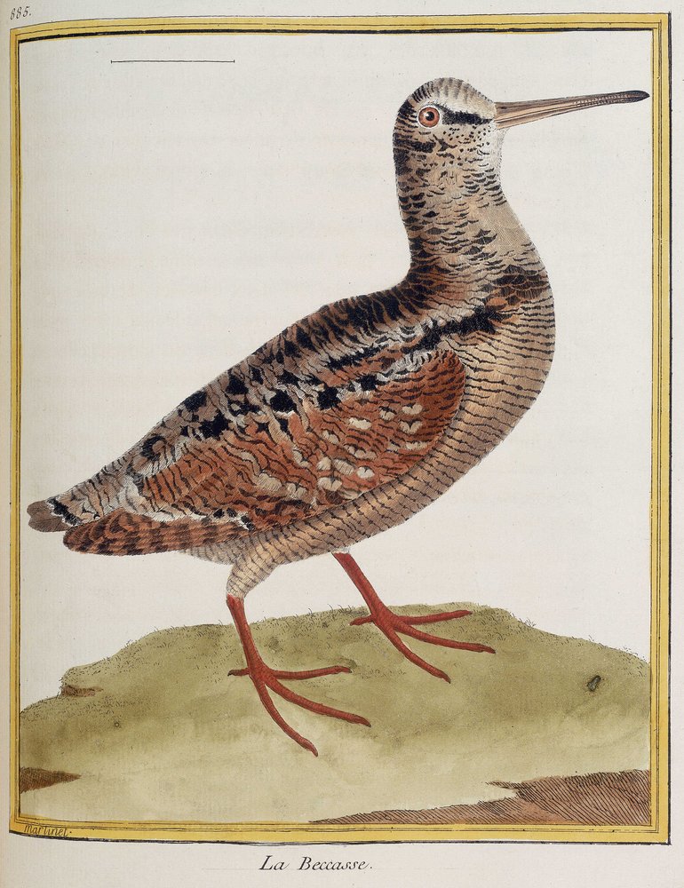 La becasse, plate 885 of zoology from 'Histoire des oiseaux' by ...