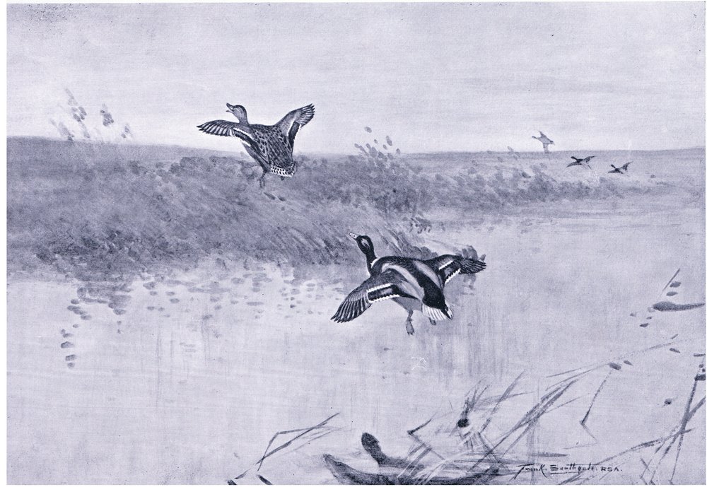 Duck Rising by Frank Southgate: Premium art reproduction