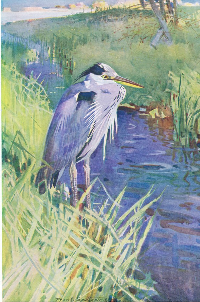 The lone fisher by Frank Southgate