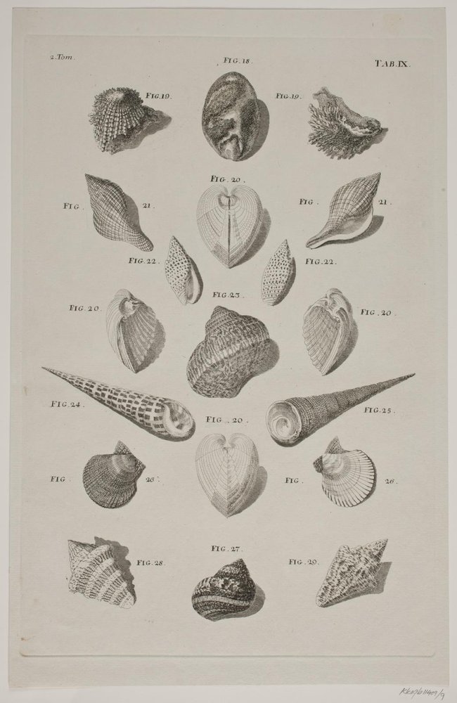 Plate with Shells. Plate 9. by Franz Michael Regenfus