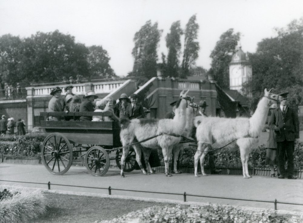 A Llama cart ride for visitors with three Llamas being led by Keepers ...