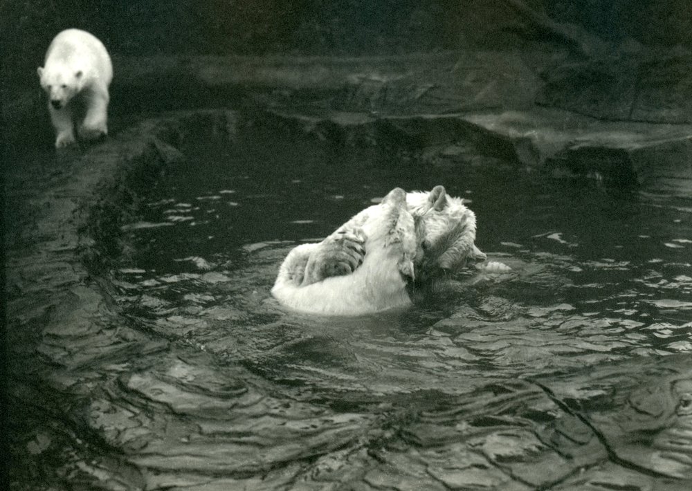 Two Polar Bears romp in their pool while another walks by, London Zoo ...