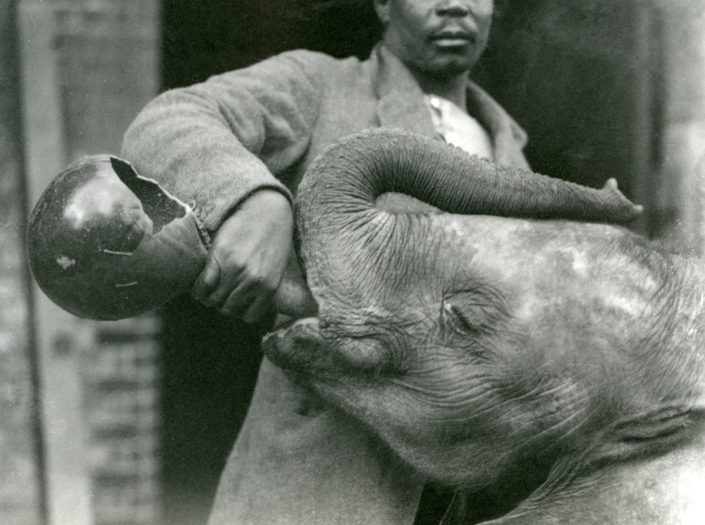 Young African Elephant Kiberenge being given a drink by Darisha while ...