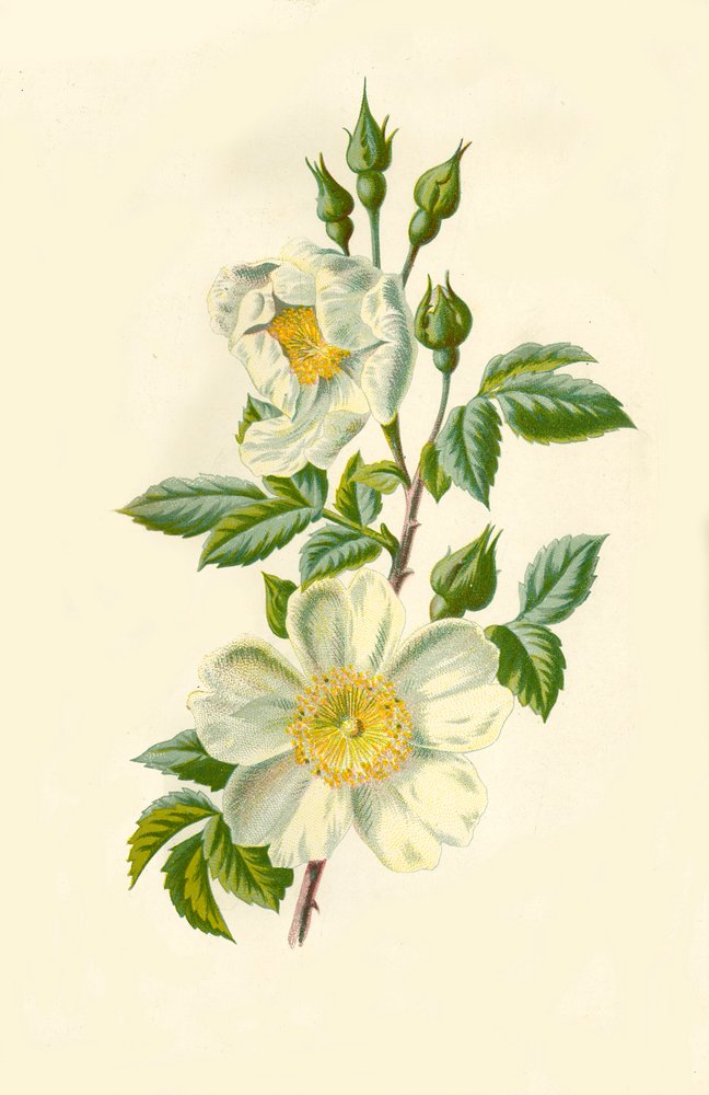 Field Rose, 1877 by Frederick Edward Hulme