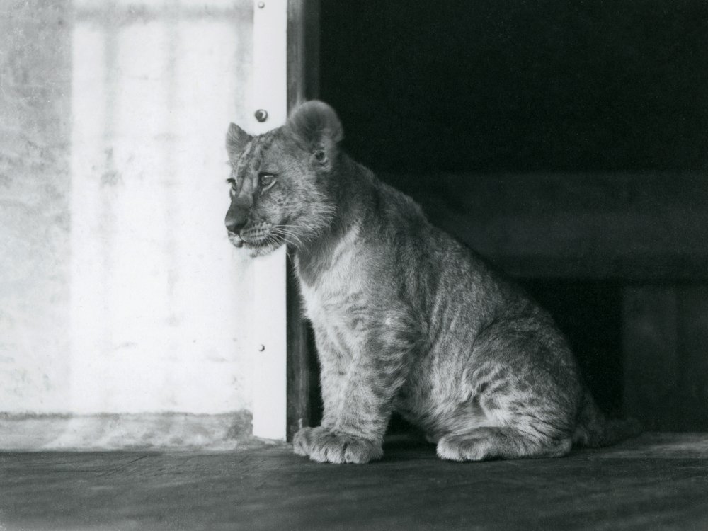 a-lion-cub-sitting-on-the-floor-at-london-zoo-in-1930