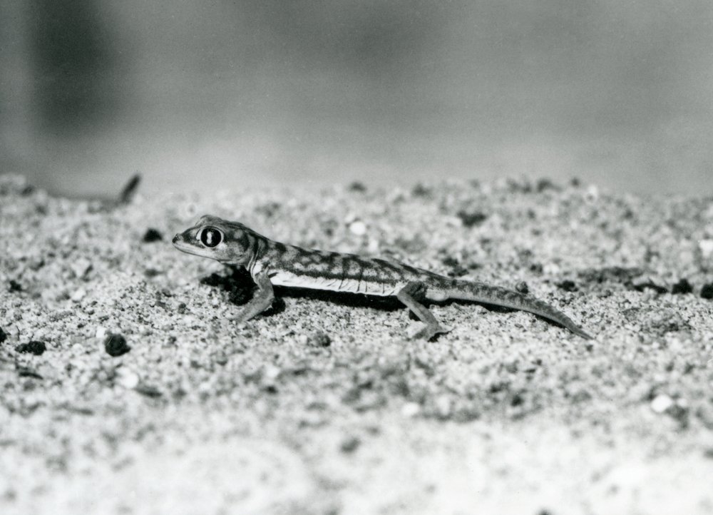 A Namib Sand Gecko/Web-footed Gecko Standing on Sand, London Zoo ...