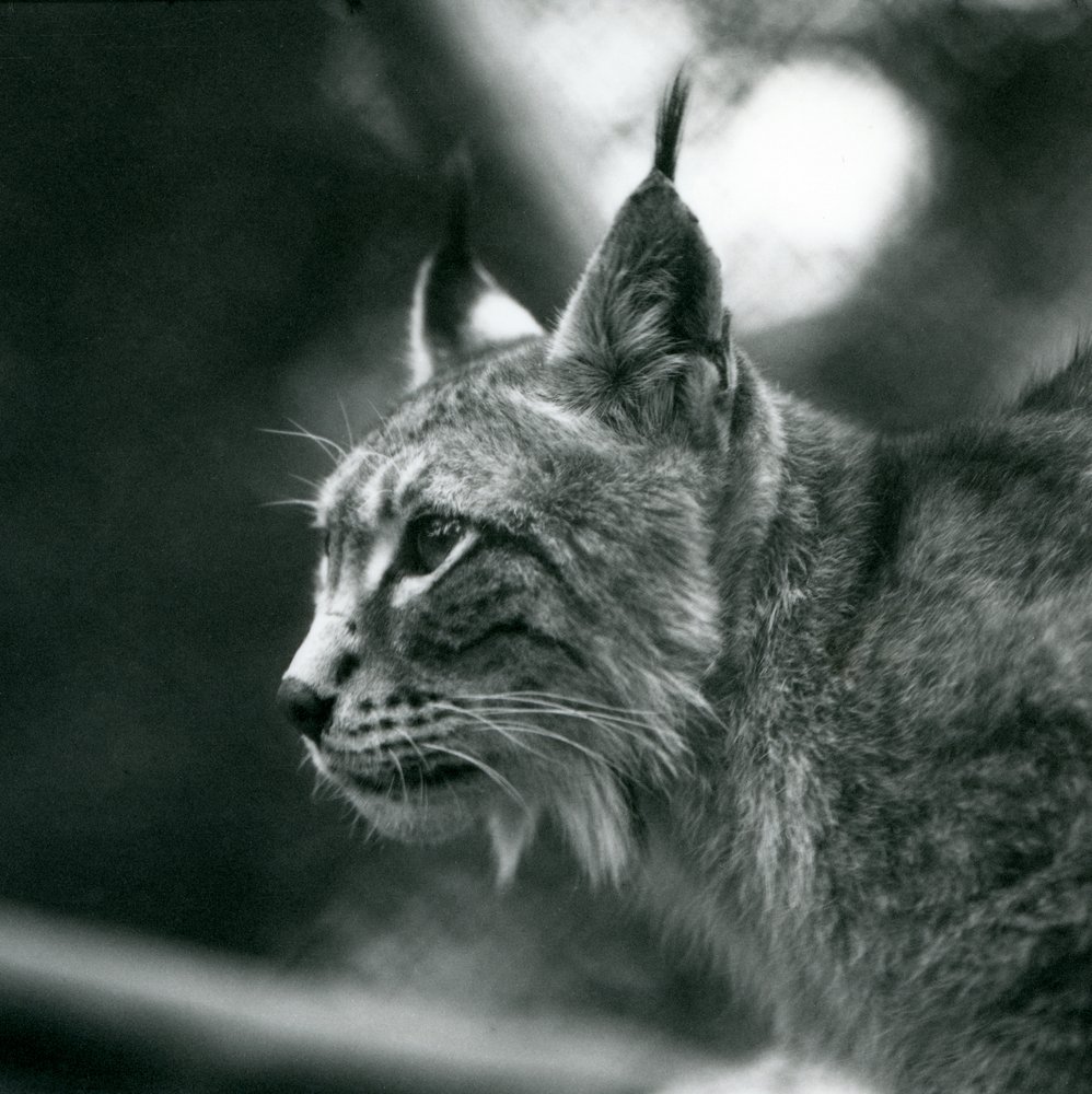 A Northern Lynx at London Zoo, July 1925