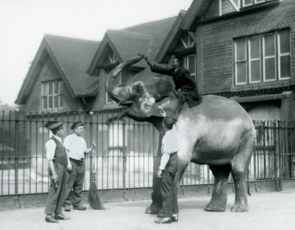 A decorated Indian Elephant with three keepers and trainer outside the ...