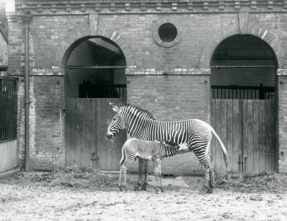 An Endangered Grevy