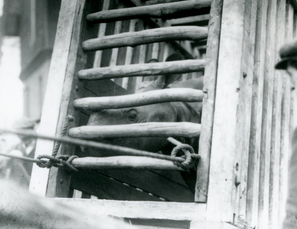 An Indian Rhinoceros peers out of its wooden transportation crate on ...