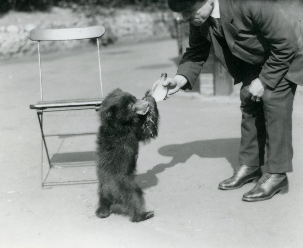 Keeper Harry Warwick bottle feeds a Sloth Bear cub at London Zoo ...