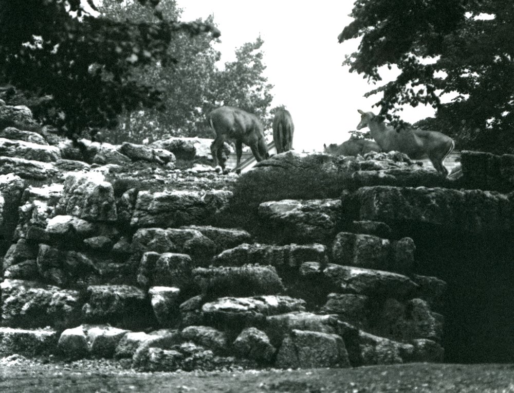The Eland Antelope Paddock at London Zoo in June 1924 by Frederick William Bond