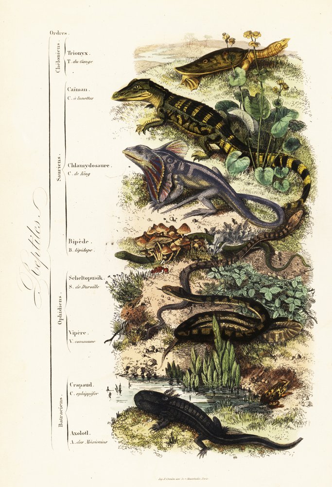 Orders of Reptiles by French School: Buy fine art print