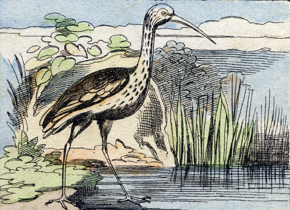 The Curlew (Engraving in "Buffon Alphabet des Oiseaux n 2") by French School