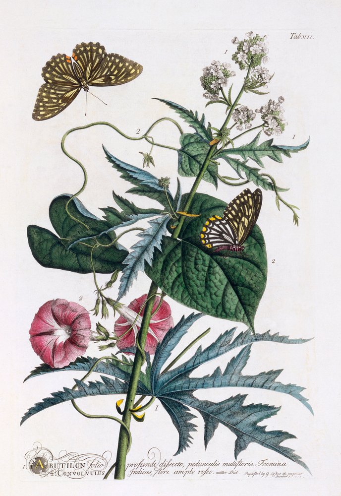 1. Abutilon, 2. Convolvulus, c. 1748 hand coloured engraving by "Georg Dionysius Ehret