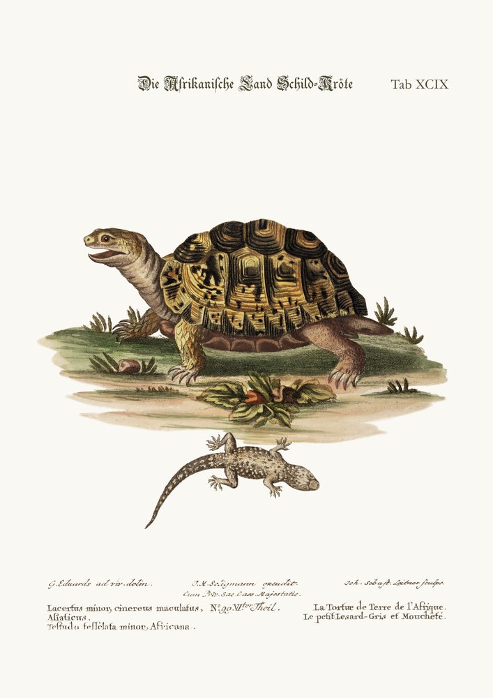 The African Land-Tortoise. The Small Spotted Grey Lizard, 1749-73