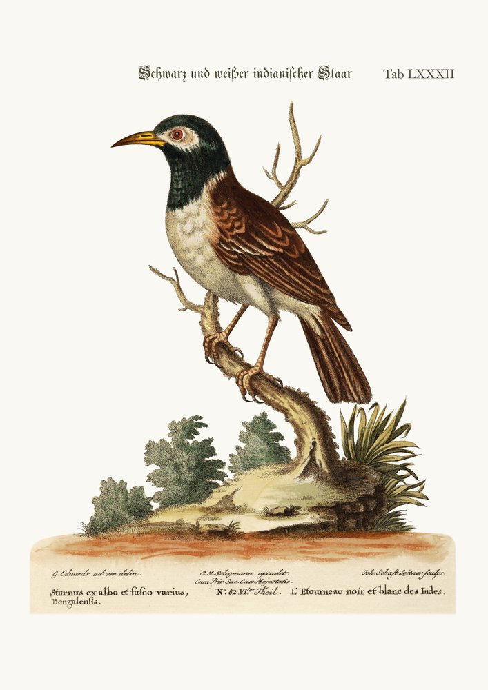 The Black and White Indian Starling, 1749-73