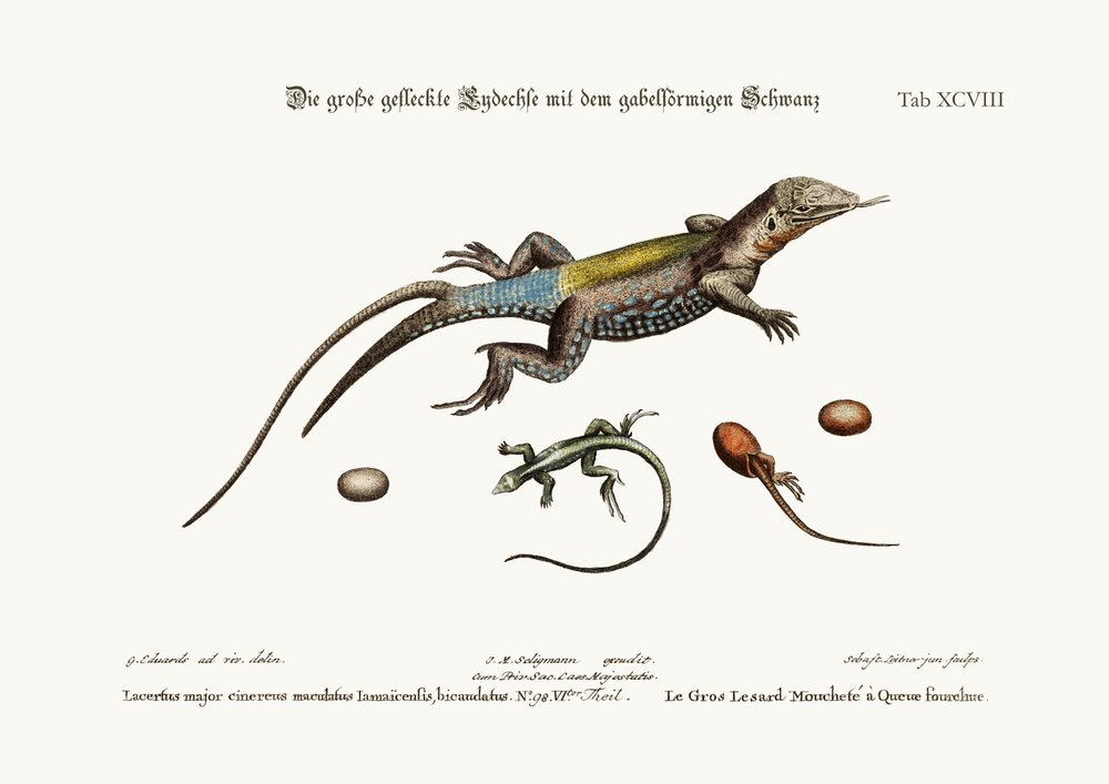 The Great Spotted Lizard with a Forked Tail, 1749-73 by George Edwards