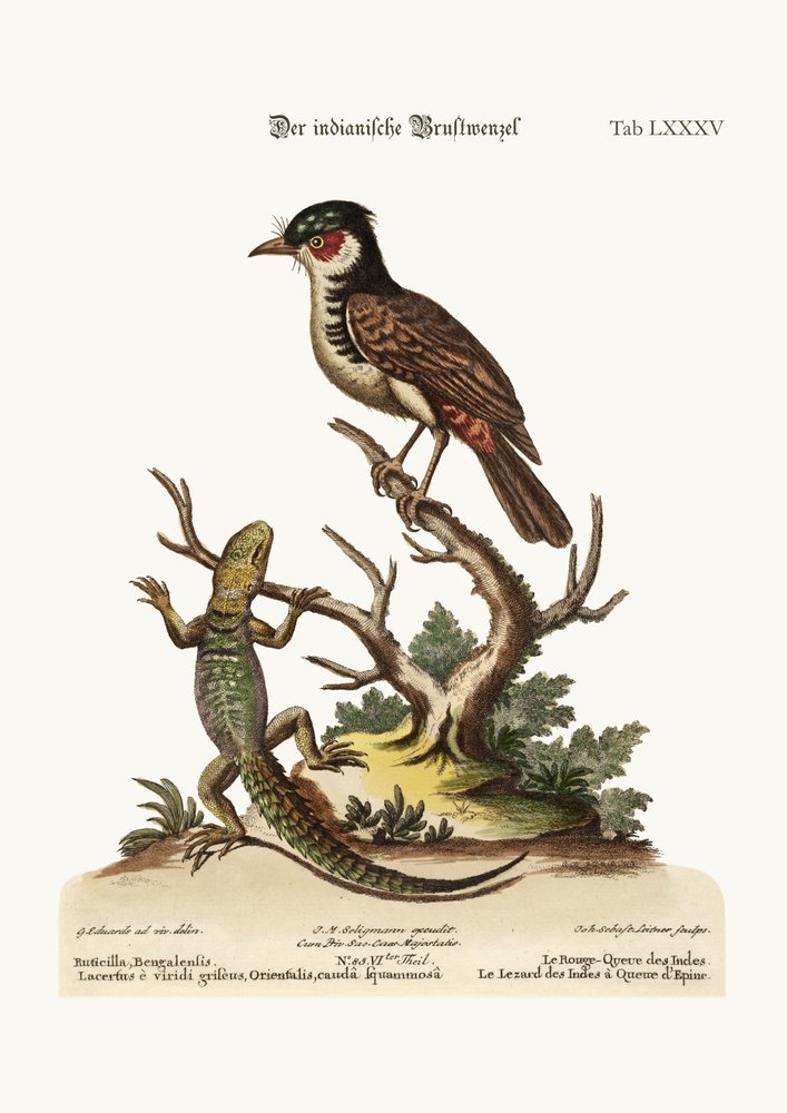 The Indian Redstart. The Thorn-tailed Indian Lizard
