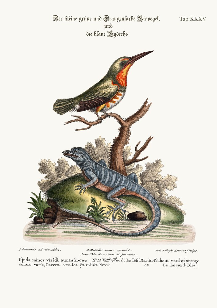 The little Green and Orange-coloured King-Fisher and the Blue Lizard, 1749-73 by George Edwards