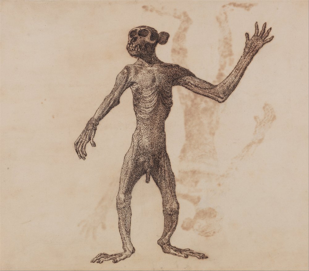 A Comparative Anatomical Exposition of the Structure of the Human Body ...