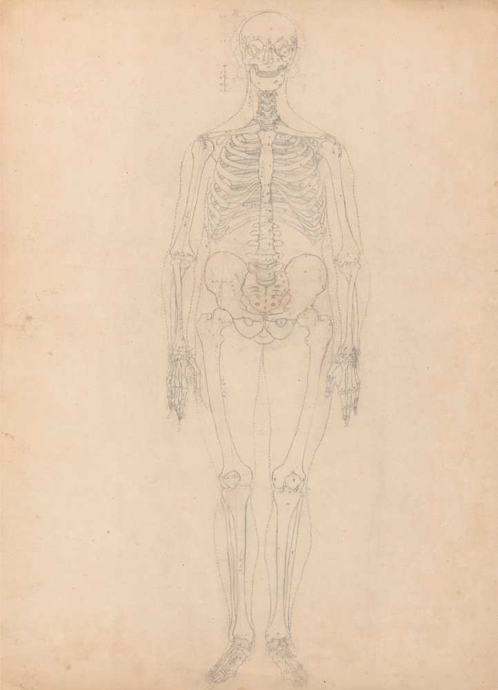 A Comparative Anatomical Exposition of the Structure of the Human Body ...
