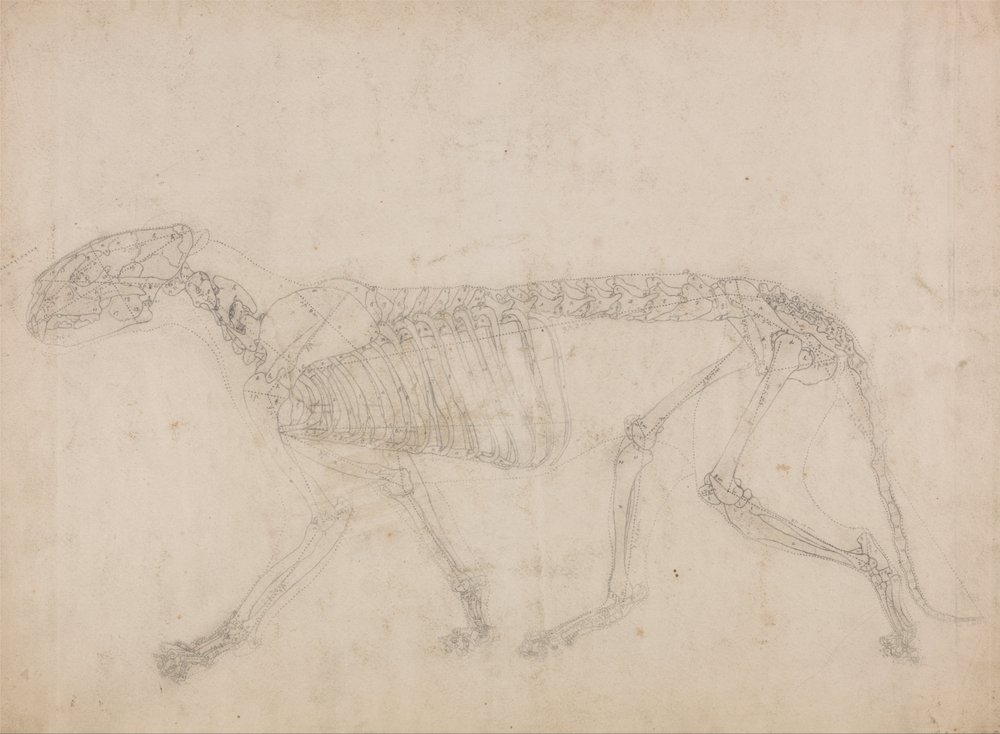 A Comparative Anatomical Exposition of the Structure of the Human Body with that of a Tiger and a Cow by George Stubbs