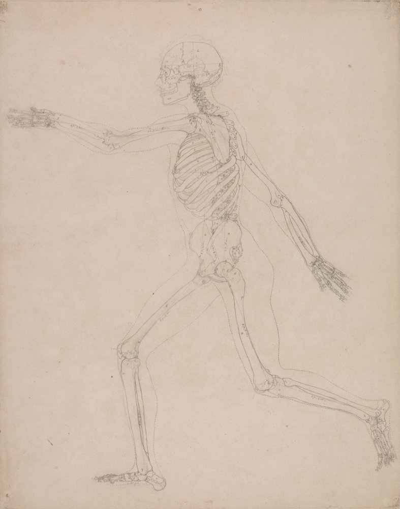 A Comparative Anatomical Exposition of the Structure of the Human Body ...