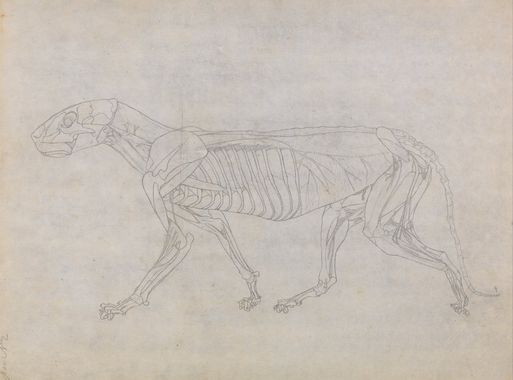 A Comparative Anatomical Exposition of the Structure of the Human Body ...