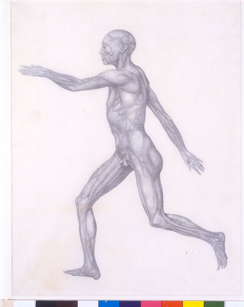 The Human Figure, Lateral View, from the Series 'A Comparative ...