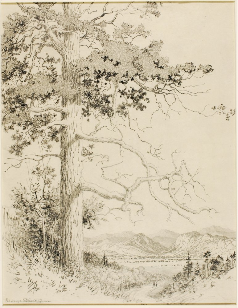 Transfer Drawing for Old Pine, Estes Park by George Elbert Burr