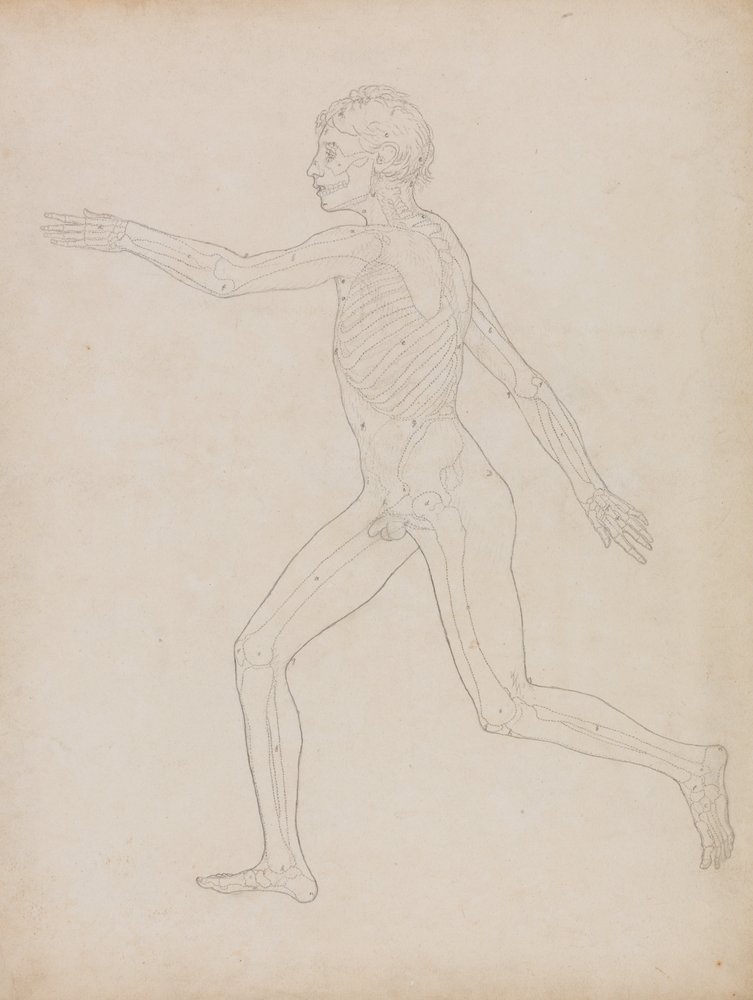 Comparative Anatomical Exposition: Human Figure, Lateral View