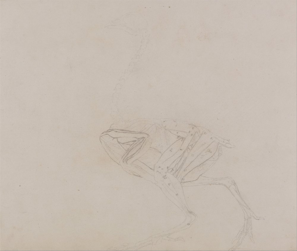 Comparative Anatomical Exposition: Dorking Hen Body, Lateral View