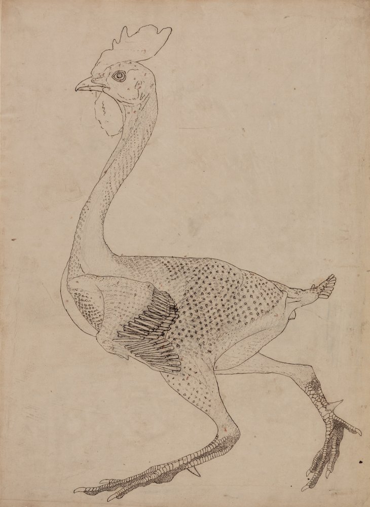 Fowl Body, Lateral View (Study for key figure to Table X)