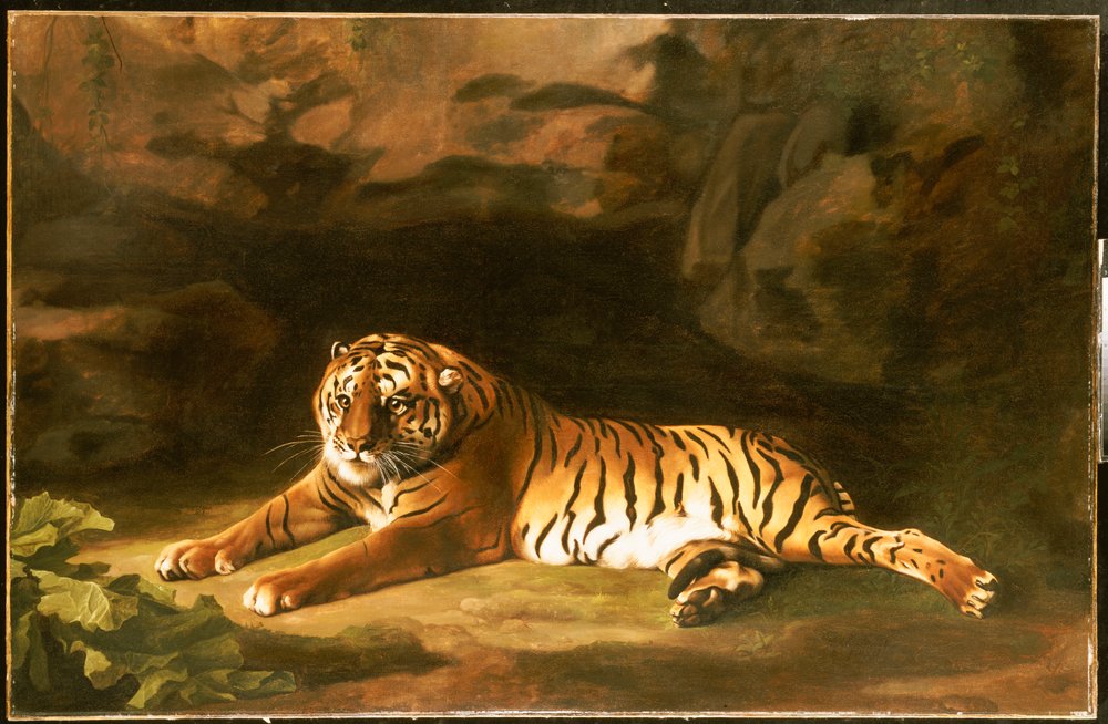 Portrait of the Royal Tiger, c. 1770 by George Stubbs