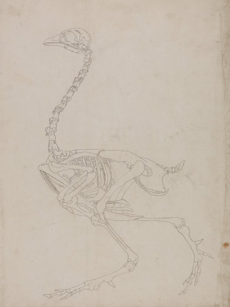 Study of a Fowl, Lateral View, from A Comparative Anatomical Exposition ...