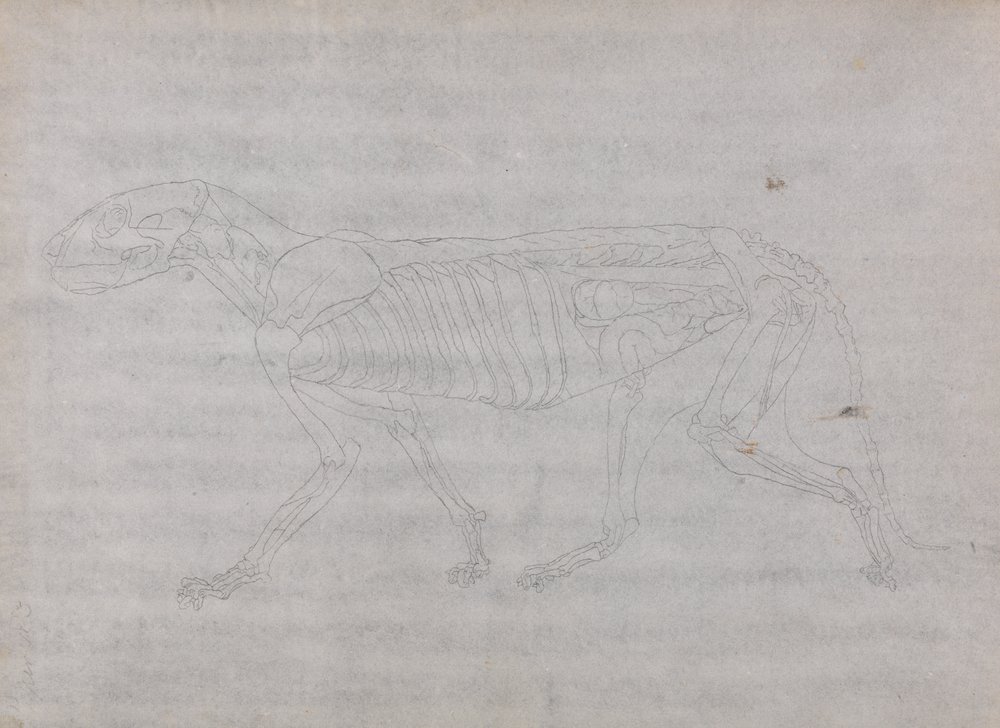 Study of a Tiger, Lateral View, from A Comparative Anatomical Exposition of the Structure of the Human Body with that of a Tiger and a Common Fowl by George Stubbs