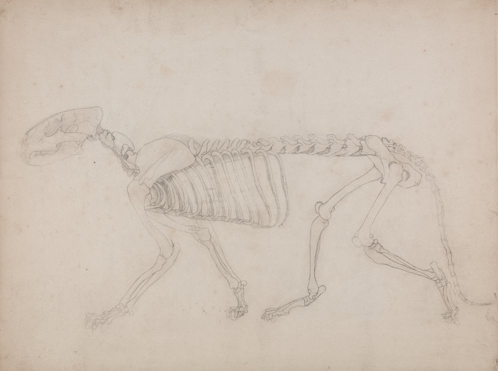 Study of a Tiger, Lateral View, from A Comparative Anatomical ...