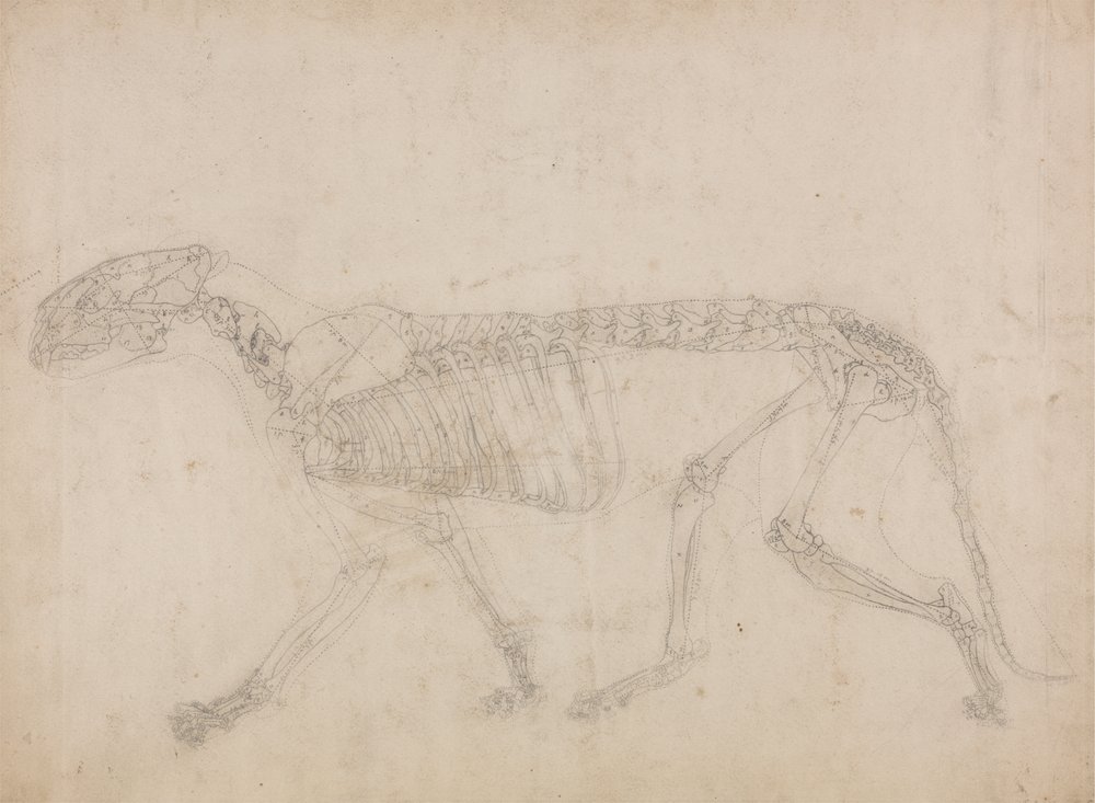 Study of a Tiger, Lateral View, from A Comparative Anatomical ...