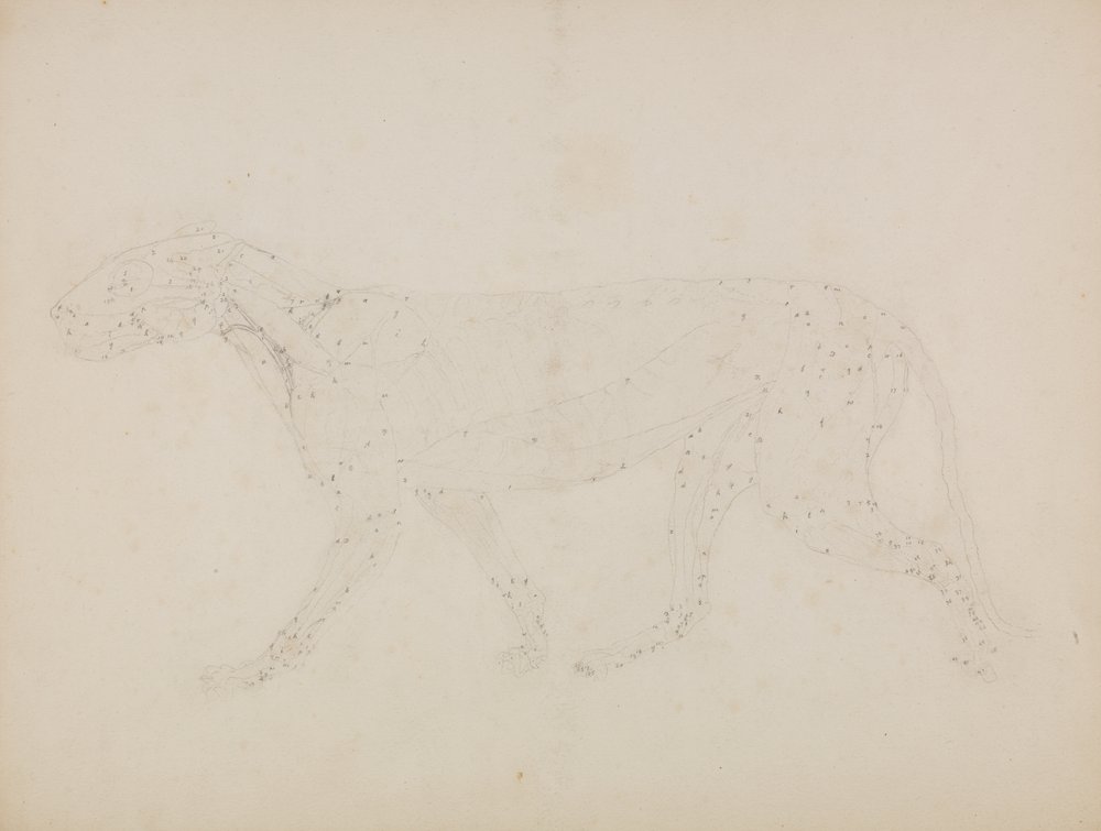 Study of a Tiger, Lateral View, from 'A Comparative Anatomical ...