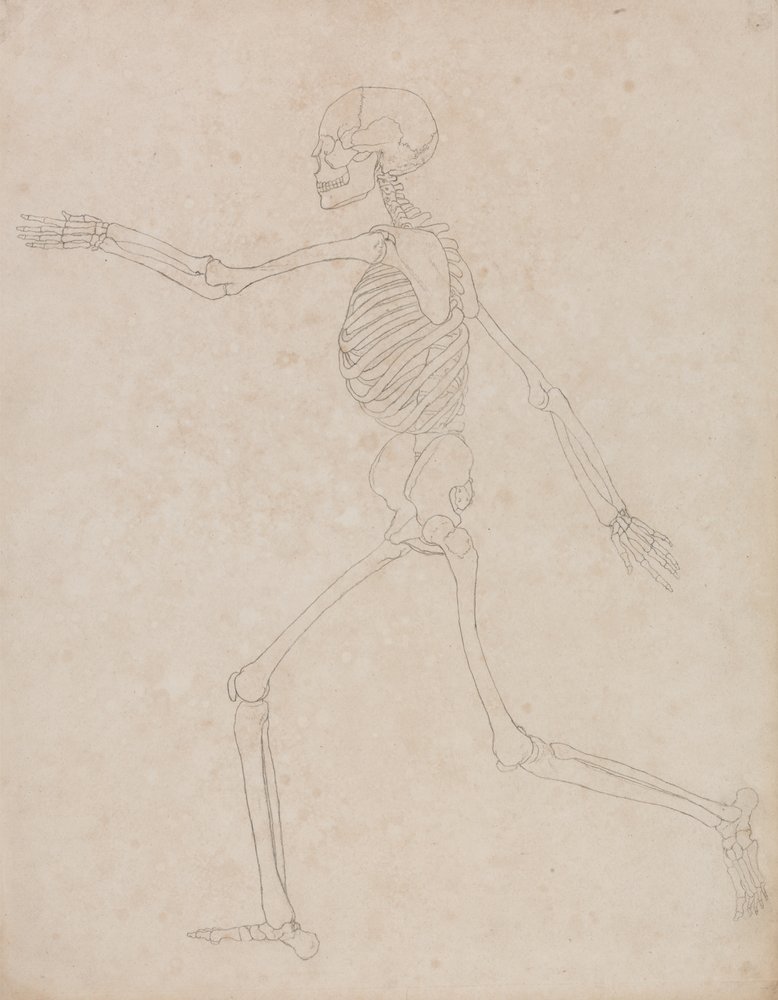 Study of the Human Figure, Lateral View, from A Comparative Anatomical ...