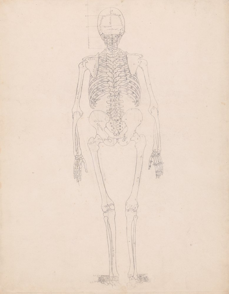 Study of the Human Figure, Posterior View, Diagram for Key to Table II ...
