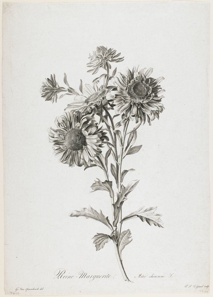 MŒURS ADMINISTRATIVES dessinées d'après nature par HENRI MONNIER ' MIDI