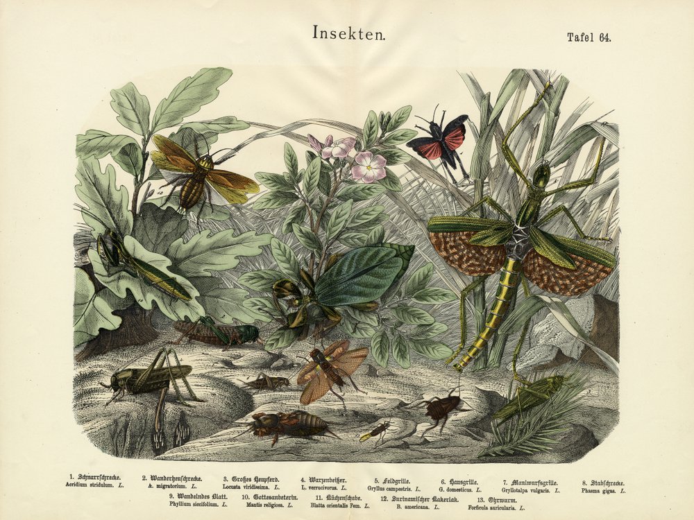 Insects by German School