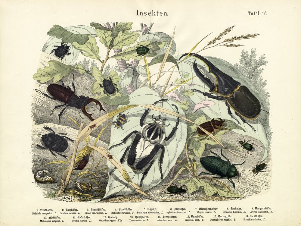 Insects by German School: Highest-quality art reproduction