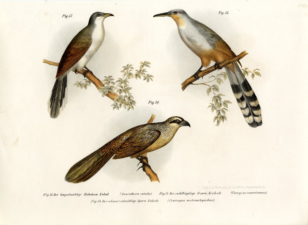 Jamaican Lizard Cuckoo by German School: Fine art print