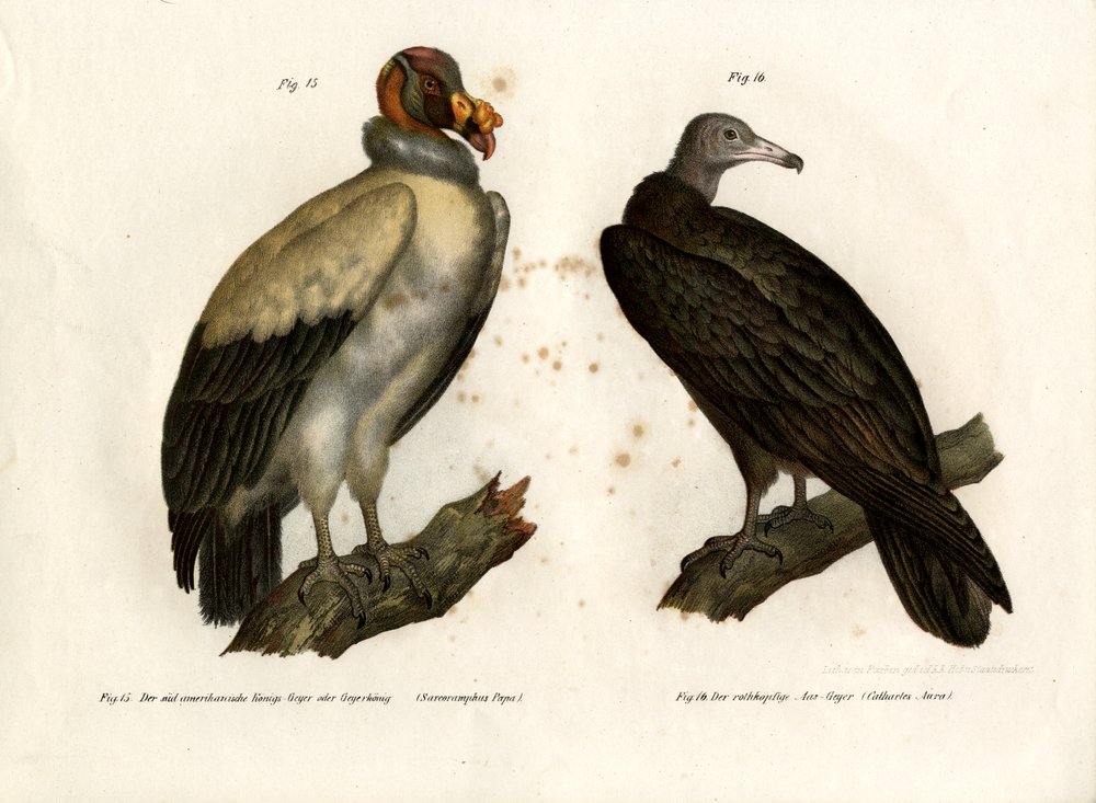 King Vulture by German School: Buy fine art print