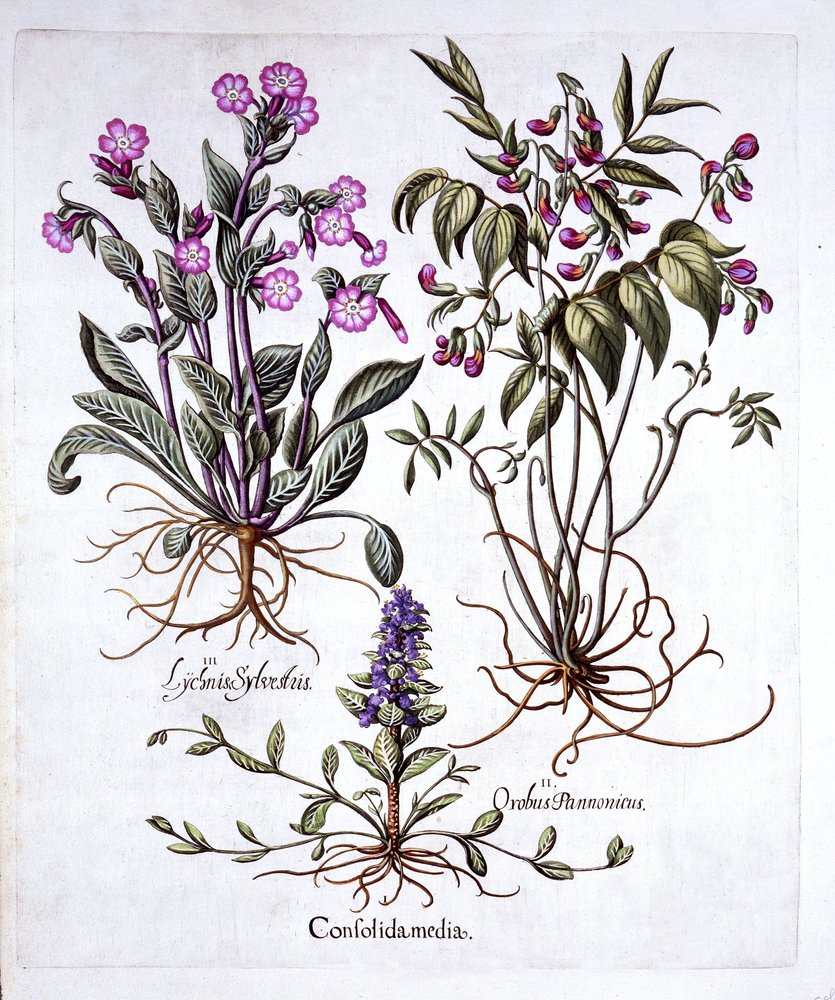 Creeping Bugle, Spring Vetch and Red Campion, from Hortus Eystettensis