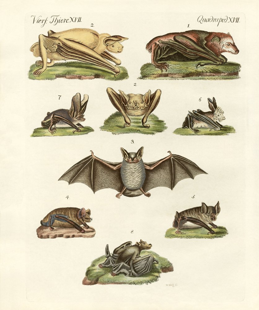 Different kinds of bats by German School: Fine art print